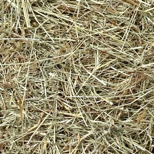 Star Grass